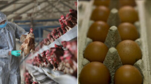 ABD’deki kuş gribi krizi Türk yumurtasına talebi artırdı: İç piyasayı etkileyecek mi?