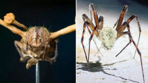 Bilim adamlarını şaşkına çeviren keşif: Örümcekleri zombiye çeviren bir mantar bulundu