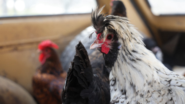 Bunlar gerçekten ‘gezen tavuk’: Konya’da gören dönüp bir daha bakıyor