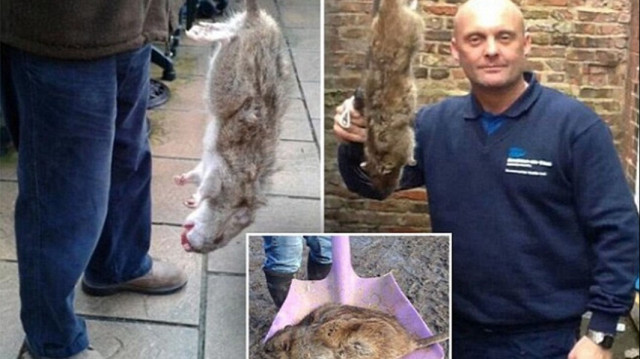 İngiltere’de kedi büyüklüğünde fare istilası