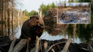 Kunduzlar yedi yıldır bekleyen baraj projesini iki günde tamamladı
