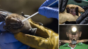 Brezilya’daki yarasalarda ölümcül virüs: Koronavirüsün yakın akrabası keşfedildi