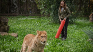 İzmir’deki bir çiftlikte sadece kedi mamasıyla beslenmiş yavru aslan bulundu