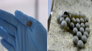 Kahverengi kokarcanın baş düşmanı: Bir senede 750 bin samuray arısı üretilecek