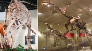 Orta Asya’da yeni dinazor türü keşfedildi: Pençelerini silah olarak kullanmış