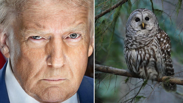 Trump’a ‘baykuş’ çağrısı