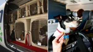 ‘Uçağa alamayız’ dediler: Köpeğini tuvalette boğarak öldürdü