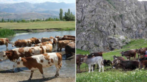 ‘Eskiden bu meslek için yalvarıyorlardı’: Şimdi köy yerinde 60 bin lira maaşlar yapmak isteyen yok