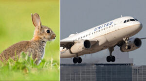 Havada panik: Yolcu uçağının motoruna tavşan girdi, motor alev aldı