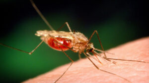 Her yıl yüzbinlerce kişi hayatını kaybediyor: Sıtma hastalığı önlem ve tedavi yöntemleri