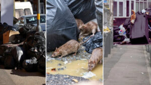 İngiltere sokaklarını sıçanlar bastı: Kedilerden daha büyükler