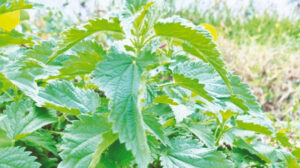 Kemik dostu ısırgan otu