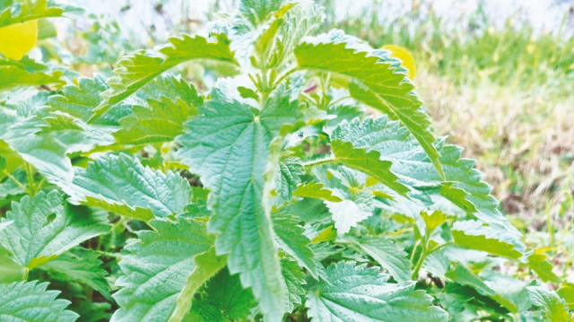 Kemik dostu ısırgan otu