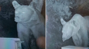 Kovanlar talan ediliyor ballar yeniyor: Suçlular fotokapana yakalandı