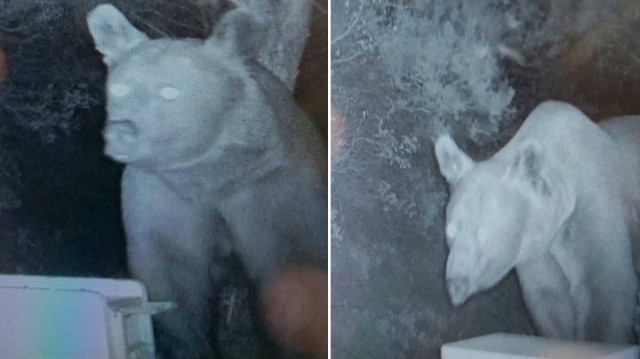 Kovanlar talan ediliyor ballar yeniyor: Suçlular fotokapana yakalandı