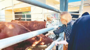 ABD elçisinden kırmızı ineklere ziyaret