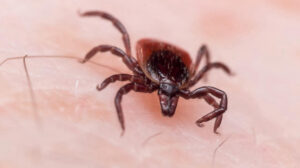 Bahar aylarında KKKA tehlikesi: Uzmanlardan kene yarısı