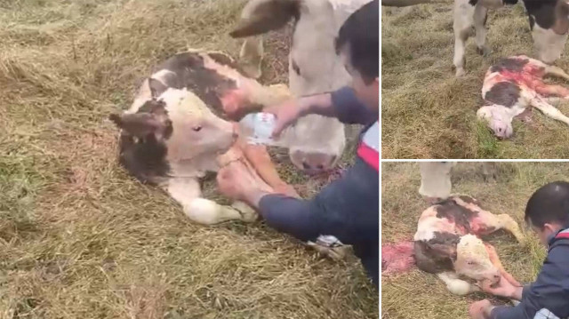 Devriye gezen jandarma büyükbaş hayvanın doğumunu yaptırdı