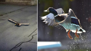 Hız sınırını ikinci kez aşan ördek ülkeyi karıştırdı: ‘Aynı tarihte ve aynı hızda’