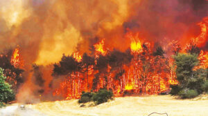 İşgal için diktikleri ağaçlarla yandılar