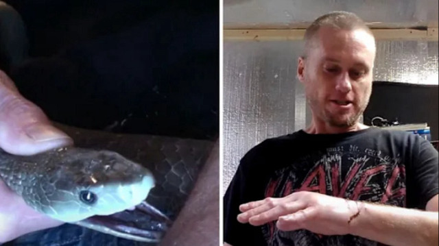 Kendini yıllarca yılanlara ısırttı: Kanı yeni panzehire umut oldu