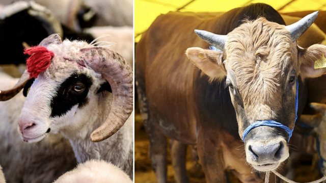 Kurban pazarları kurulmaya başladı: 2025 kurbanlık fiyatları ne kadar?