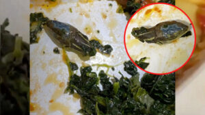 Okul yemeğinden ölü yılan çıktı: Yüzlerce öğrenci zehirlendi