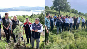 Sinop’ta 80 bin yabani zeytin ağacı aşılanacak