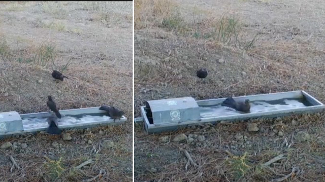 Suluklar yaban hayatına can oldu