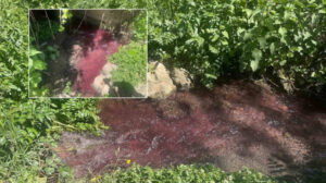 Yer Bursa: Turşu sulu renkli dereye çiftçiler de uzmanlar da tepkili