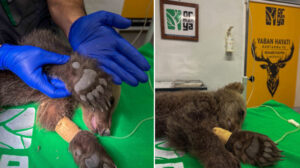 Sakarya’da bitkin halde bulunan boz ayı Ormanya’da tedavi altına alındı