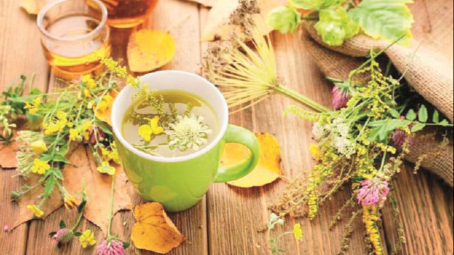 Tıbbi bitkilere veritabanı