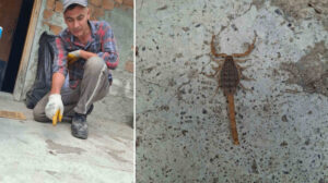 Çorum’da zehirli akrep eve girmeye çalışırken yakalandı