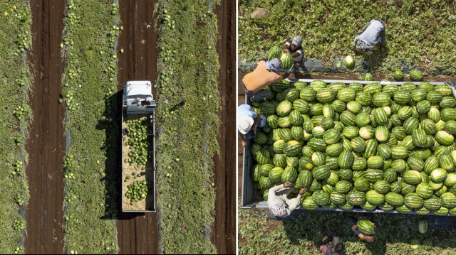 Diyarbakır’da 40 dereceyi aşan sıcakta karpuz hasadı: Türkiye’nin dört bir yanına gönderiliyor