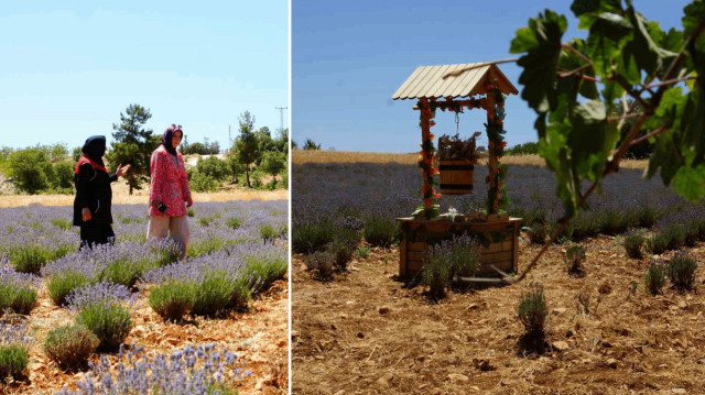 Emekli olup döndüğü köyünde önce lavanta ekti: Şimdi ise daha değerli bir ürün yetiştirecek