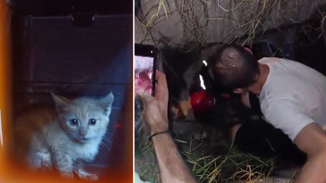 Kanalizasyona düşüp 2 gündür kurtarılmayı bekleyen yavru kedi için seferber oldular