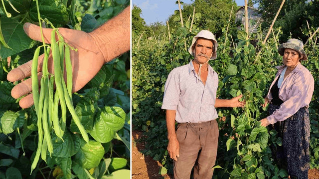 Meşhur sırık fasulyesinde hasat zamanı: Doğal yöntemlerle yetişiyor, büyük talep var