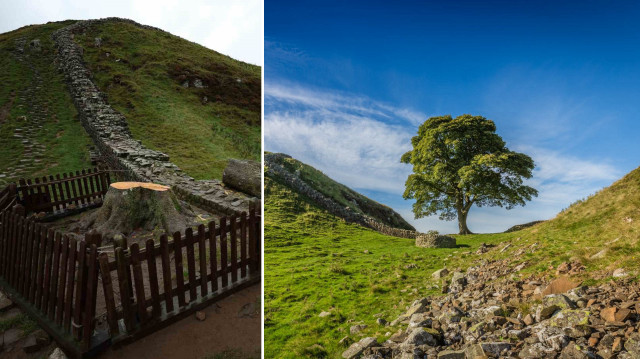 Robin Hood filmiyle ünlenmişti: Simge ağacı kesenlere hapis cezası