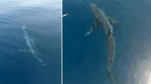 Saros’a açılan balıkçılar köpekbalığı görüntüledi