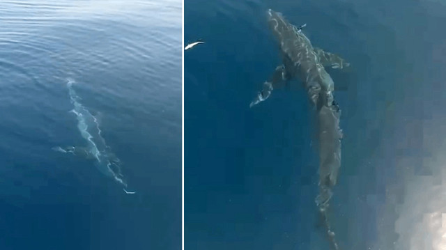 Saros’a açılan balıkçılar köpekbalığı görüntüledi