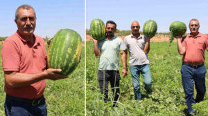 Türkiye’nin en lezzetlisi: Tadını bereketli topraklar ile dağlardan eriyen karlardan alıyor