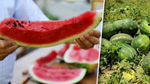 Uzman isim vatandaşları uyardı: ‘Karpuz zehirlenmesine karşı tedbirinizi alın’