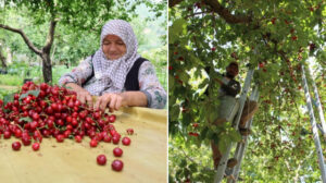 Zirai don kirazı vurdu: Geçen yıla göre 61 bin ton ihracat kaybı yaşandı
