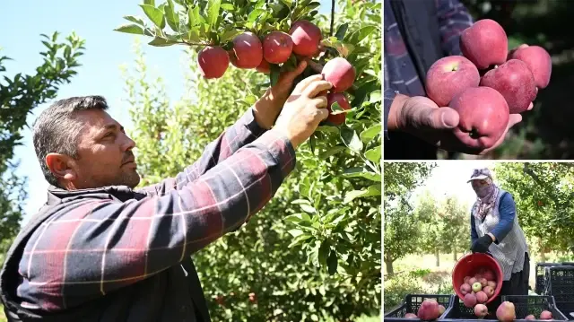 60 dönümlük elma bahçesini bu yöntemle zirai dondan korumuştu: Hasada başladı