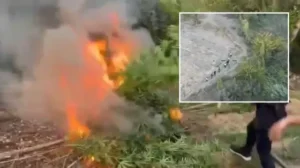 Diyarbakır’da piyasa değeri 1 milyar lira olan 12 bin 865 kök kenevir ele geçirildi