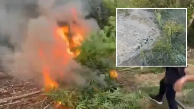 Diyarbakır’da piyasa değeri 1 milyar lira olan 12 bin 865 kök kenevir ele geçirildi