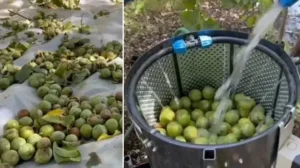 Dünyaca ünlü: Kilosu 600 liraya kadar çıkıyor! Hasadına başlandı