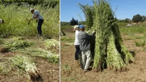 En kalitelisi bu ilimizde yetişiyor, adına ‘altın’ deniyor: Kilosu 140 liradan satılıyor