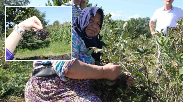 Küçük taneli büyük şifa: Aronya hasadı başladı