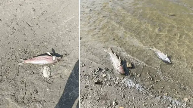 Kuraklığın vurduğu Burcun Göleti’nde korkutan tablo: Toplu balık ölümleri tedirgin etti